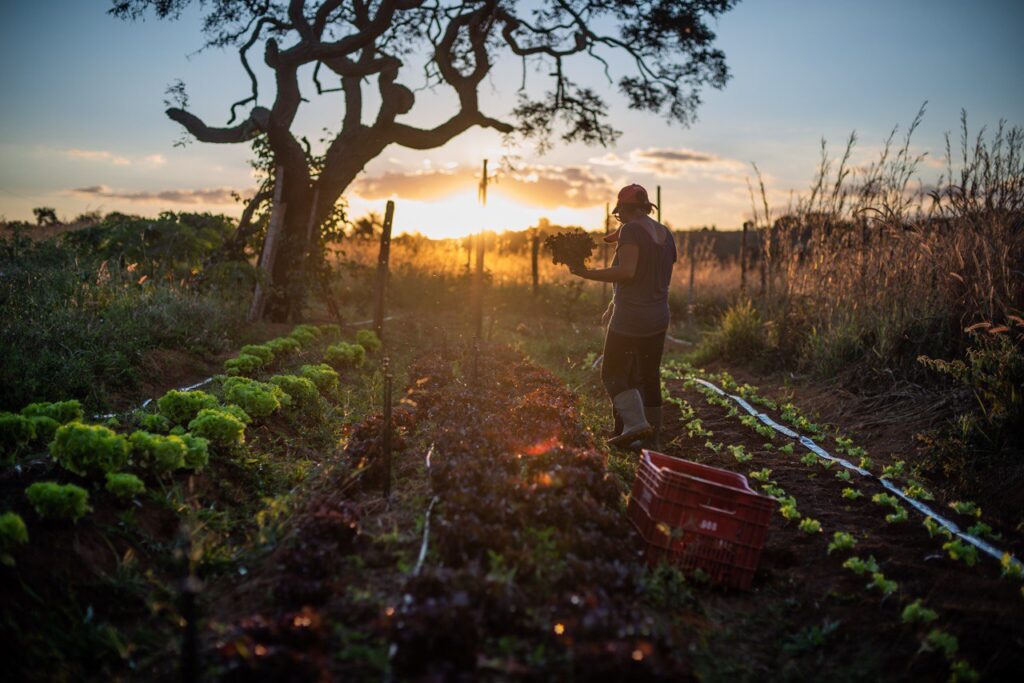 Para pesquisadores da USP, transição justa significa necessariamente valorizar os saberes milenares sobre a natureza de diversidade de povos tradicionais e agricultores familiares (Foto: Matheus Alves/MST)