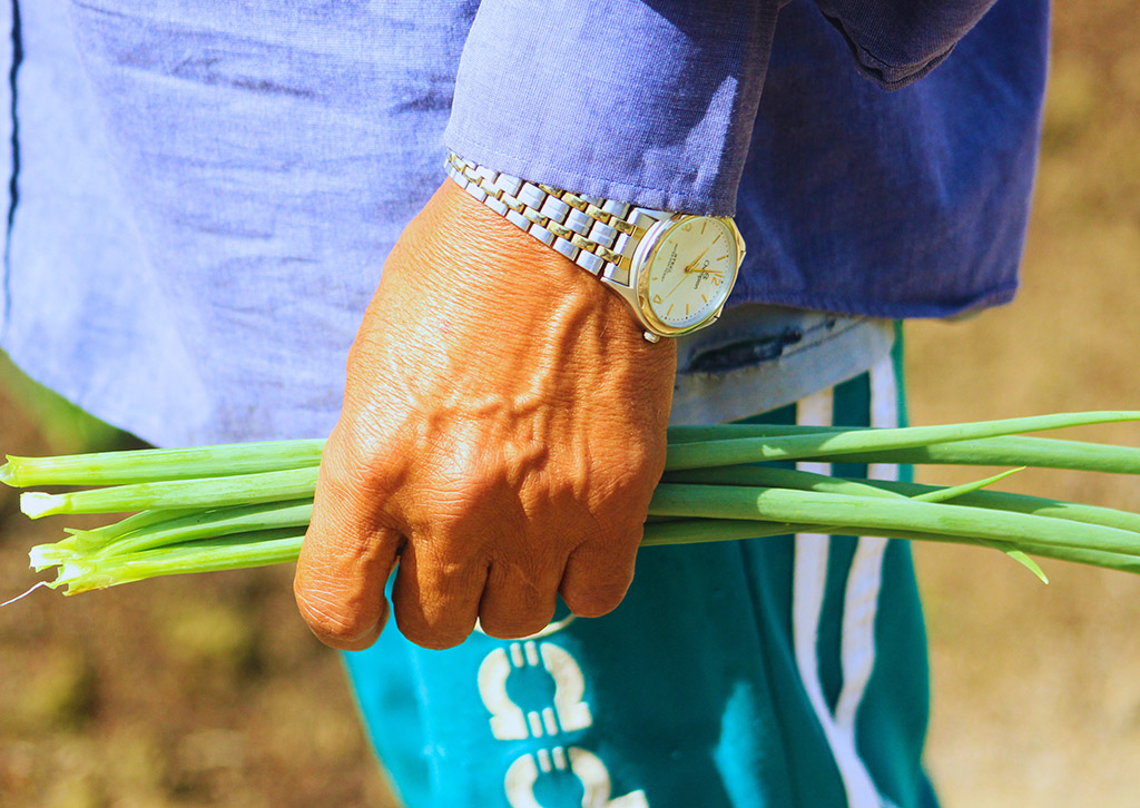 Com uso intensivo de agrotóxicos, a soja e o milho avançaram sobre Planalto Santareno, ocupando áreas próximas das casas de indígenas, quilombolas e pequenos agricultores (Foto: José Marcos Tapajós/Tapajós de Fato)