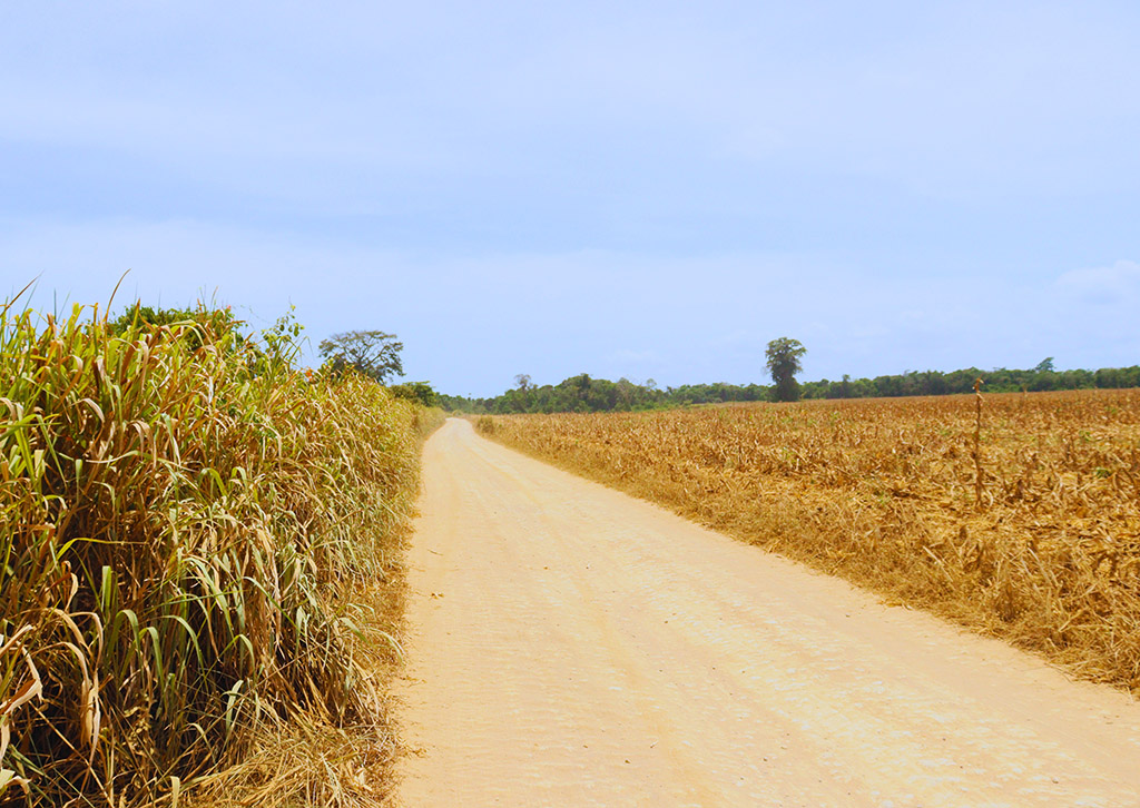 Campos de soja tomam estrada que dá acesso à área Munduruku no Planalto Santareno (Foto: José Marcos Tapajós/Tapajós de Fato)