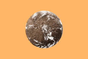 Perda da biodiversidade, dicionário do fim do mundo (Ilustração: Rodrigo Bento)