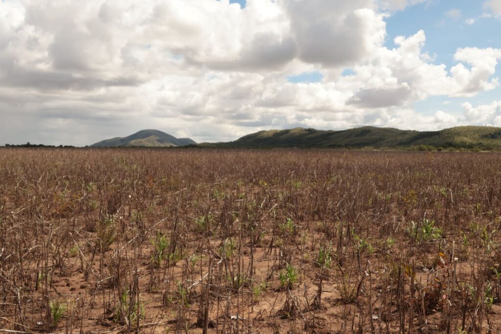Plantação de soja no entorno da comunidade Morcego (Foto: Caíque Souza)