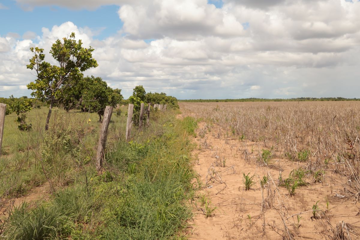Em alguns pontos da comunidade Morcego, na TI Serra de Moça (RR), cercas de madeira separam os terrenos dos seus moradores (à esq.) das plantações de soja (à dir.) (Foto: Caíque Souza)