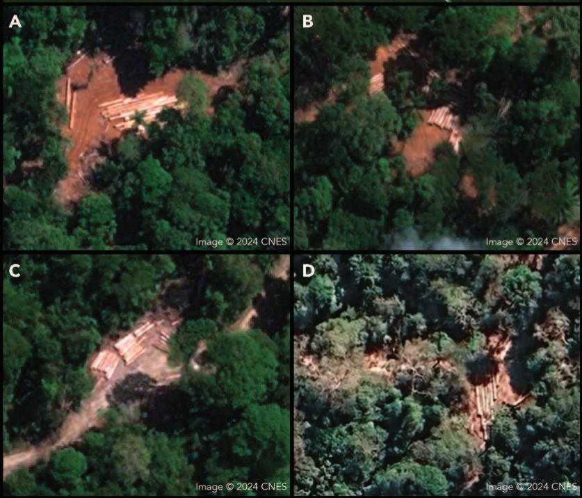 Via imagens de satélite, a EIA identificou uma operação de extração ilegal de madeira em grande escala no Território Indígena Munduruku entre 2023 e 2024. (Reprodução/Imagens de satélite fornecidas por CNES; mapa e localizações identificados pela EIA)