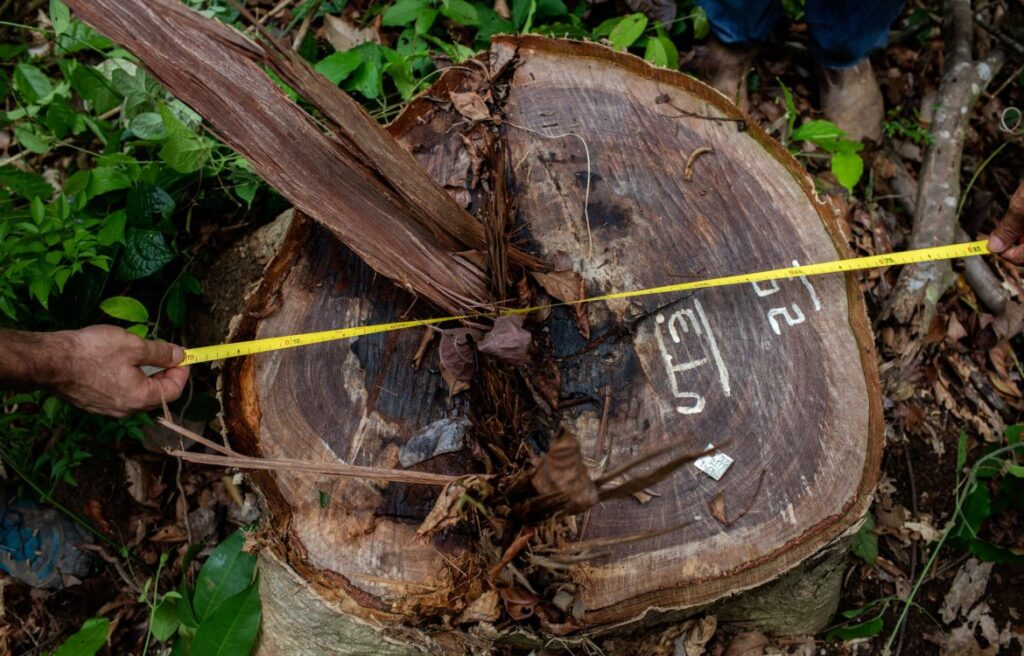 Estudo identificou que áreas no Pará com autorização para retirada de madeira apresentaram indícios de ilegalidade (Foto: Marizilda Cruppe/Greenpeace)