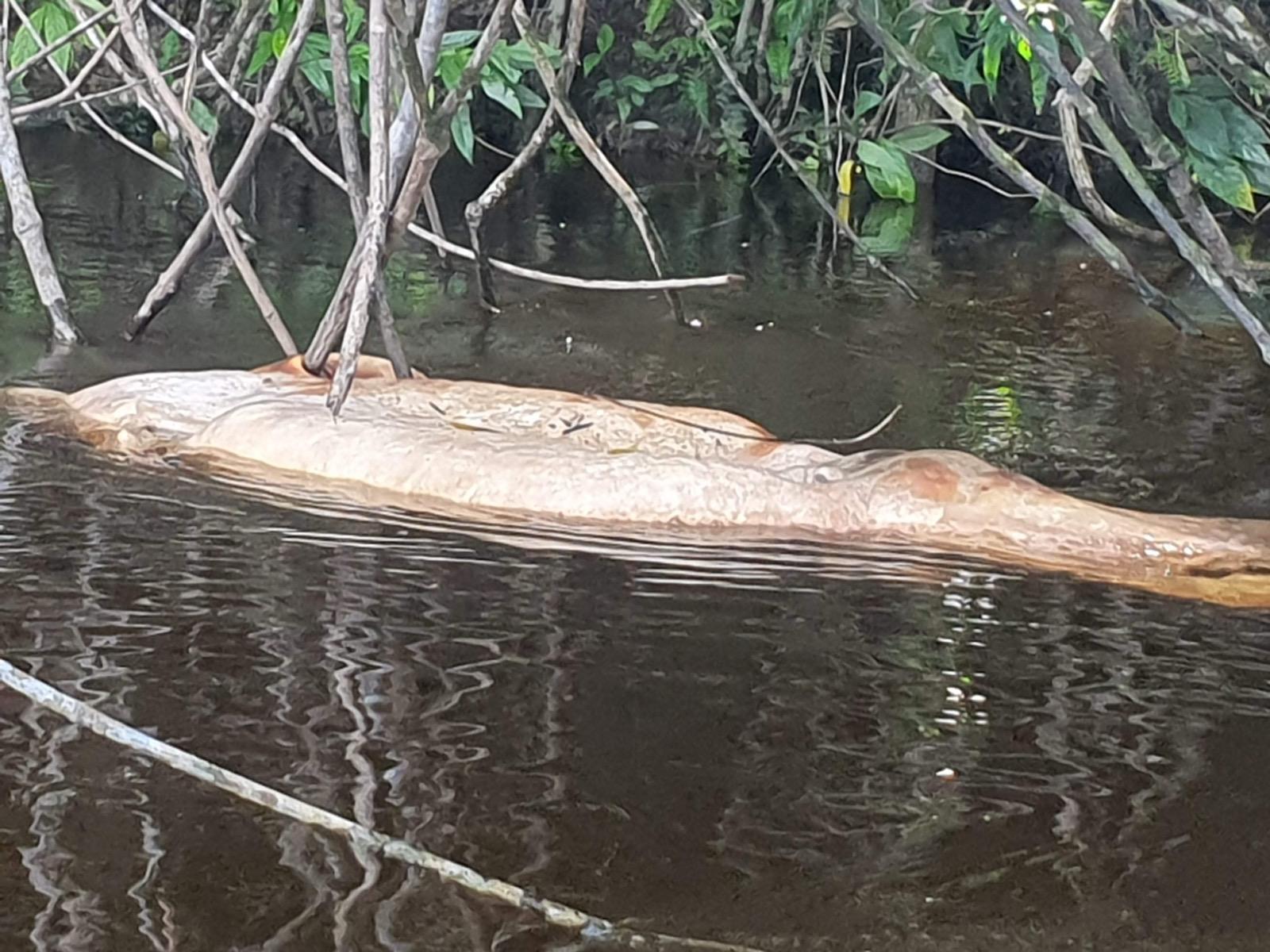Em 2021 os kinja fizeram várias expedições pelo rio Alalaú e igarapé Tiaraju até encontrarem a origem da poluição no complexo minerário da Taboca. Além da sujeira na água, viram tartarugas e peixes boi mortos. Foto: ACWA (Associação Comunidade Waimiri Atroari)