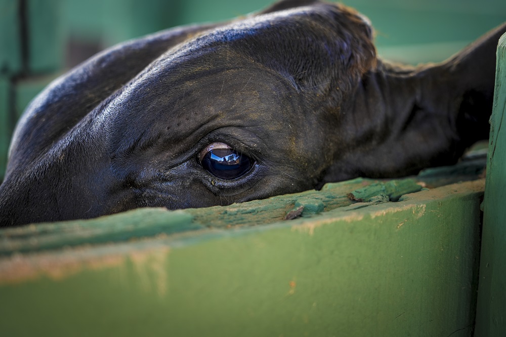 Animal exposto durante a 28ª edição da Expo Polo Carajás, que ocorreu em maio de 2025, em Redenção, no Pará (Foto: Fernando Martinho/Repórter Brasil/Maio de 2025)