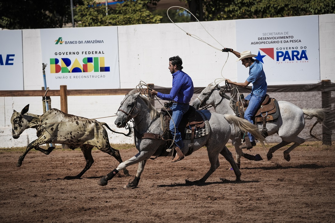 Estimulada desde a ditadura militar, a pecuária é uma das principais atividades econômicas do Sul do Pará (Foto: Fernando Martinho/Repórter Brasil/Maio de 2025)