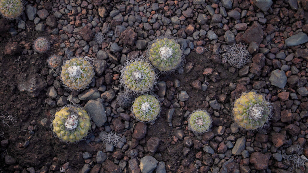 Vegetação do Cerrado típica do Norte de Minas Gerais brota em meio a "canga bruta" com rochas de minério de ferro (Foto: NITRO Historias Visuais)