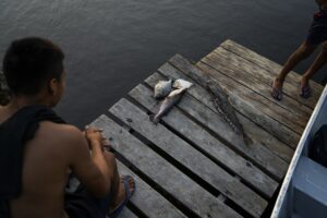 Em outubro de 2025, a Repórter Brasil foi até o igarapé Tiaraju, rio que atravessa o complexo minerário da Taboca e deságua no Alalaú, principal curso d'água da Terra Indígena Waimiri Atroari e fonte de alimento da comunidade (Foto: Fernando Martinho/Repórter Brasil)