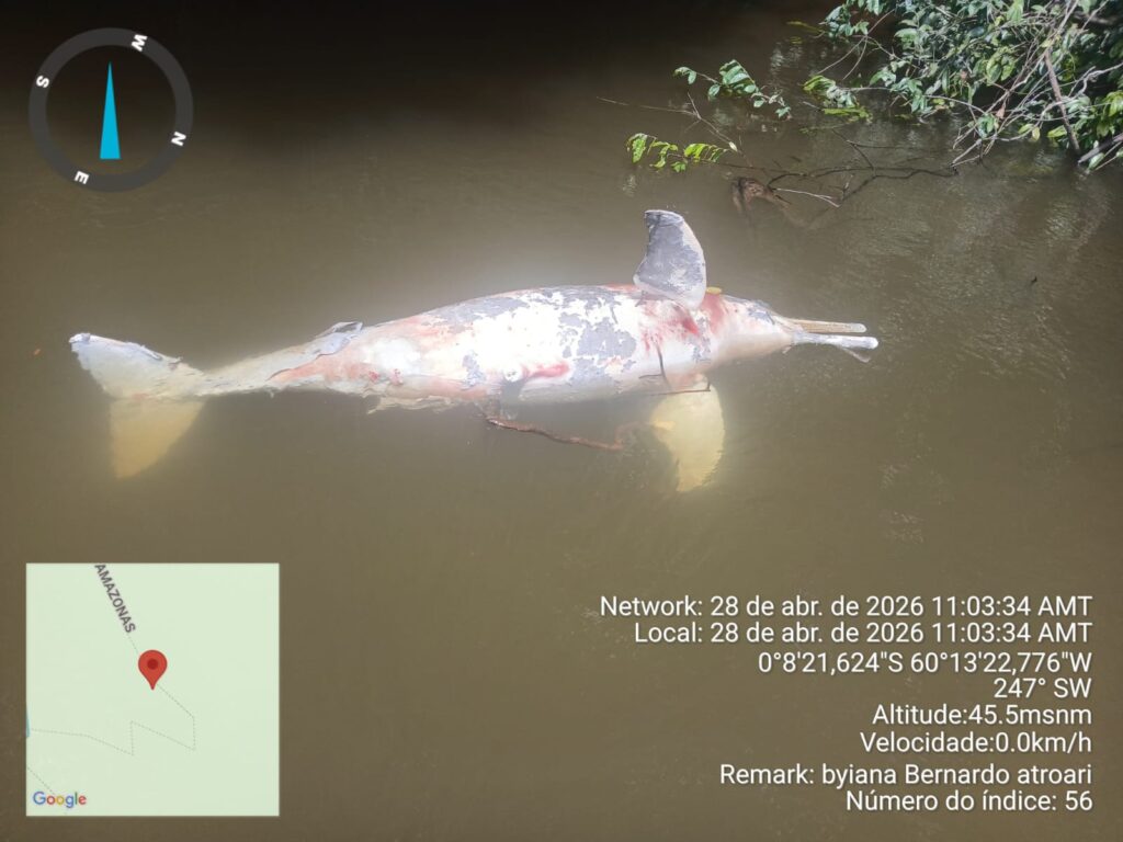 Boto encontrado morto no rio Alalaú, na Terra Indígena Waimiri Atroari, às 11h da manhã em 28 de abril de maio de 2026. (Foto: ACWA)