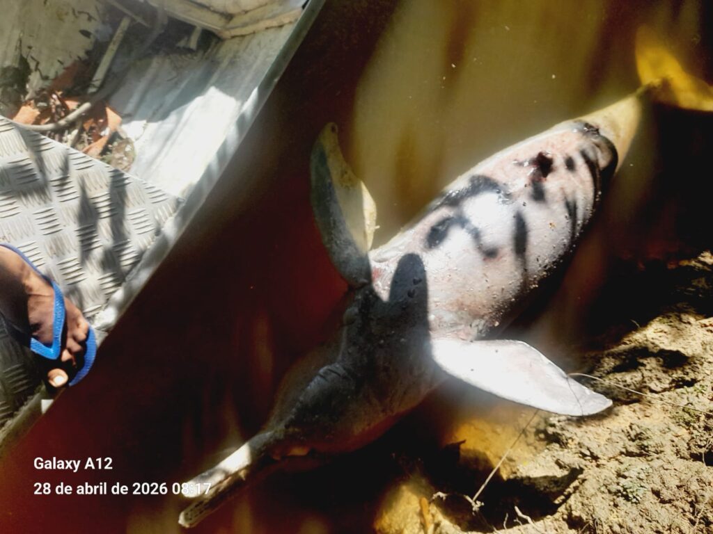 Boto encontrado morto no rio Alalaú, na Terra Indígena Waimiri Atroari, às 8h da manhã em 28 de abril de maio de 2026. (Foto: ACWA)