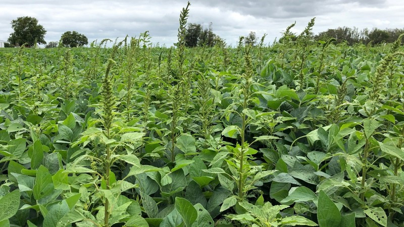 O caruru gigante é uma planta de rápido crescimento, podem atingir 2 metros de altura e tem alta capacidade de produção de sementes, que são pequenas e podem se espalhar pelo vento ou infestar máquinas agrícolas (Foto: Reprodução/Marlon Bastini/Embrapa/Seapi/Governo do RS)