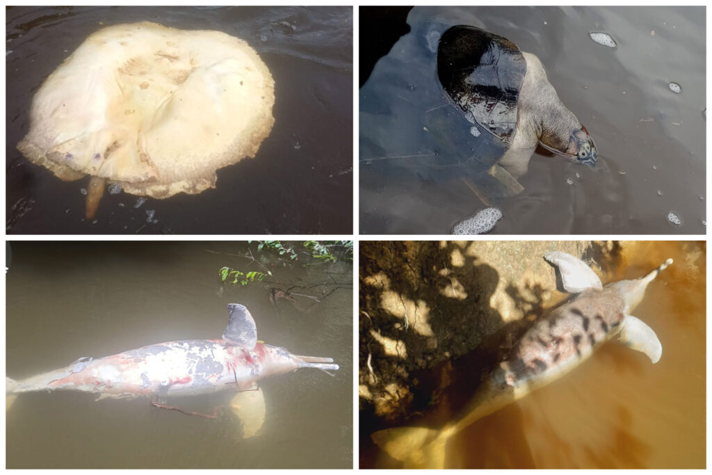 Animais mortos foram encontrados pelos indígenas no rio Alalaú semanas após primeiras denúncias de poluição; mineradora nega relação entre suas operações e contaminação da água (Foto: Reprodução/ACWA)