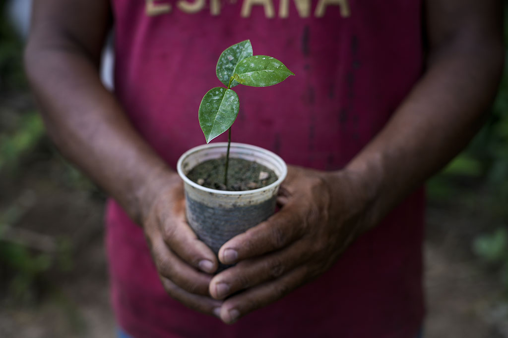 Marabá, Pará, Brasil 07-04-2026 O agricultor Cícero Teixeira Gabriel, com a plantação de jiló e mudas de graviola. Ele chega a colher uma tonelada de jiló por mês no seu sítio na Ocupação Landy, ocupação rural no município de São João do Araguaia, região de Marabá. Ocupação da Fazenda Landy, uma área de terra pública estadual em São João do Araguaia, que aguarda decisão judicial para destinação para reforma agrária. Fotos: Fernando Martinho.