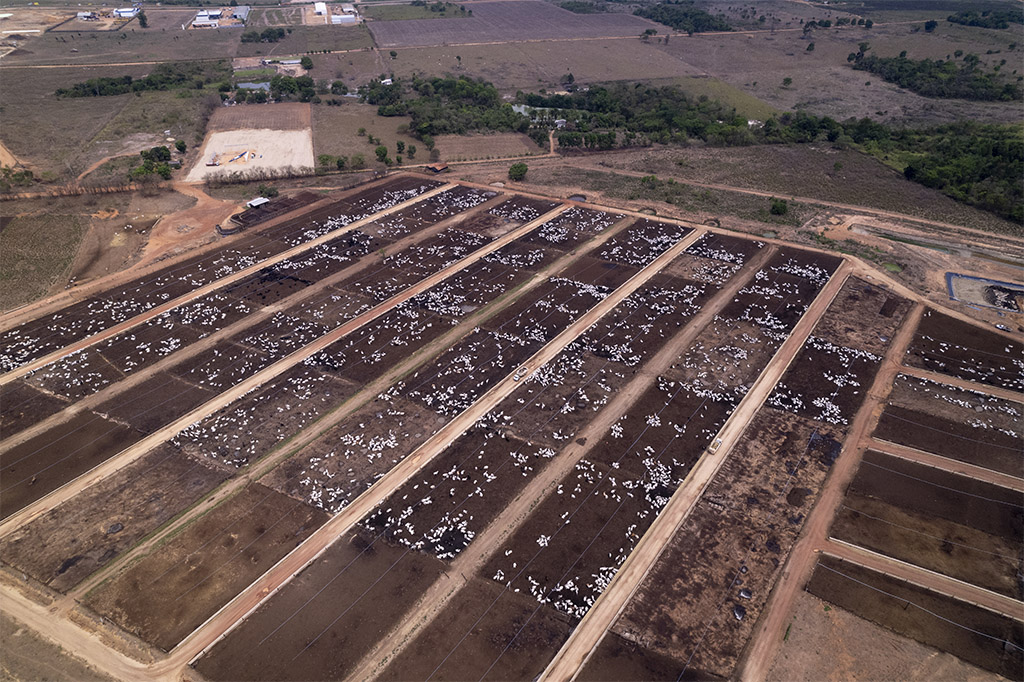 Megaconfinamento de bois ao lado da BR-163, no norte do Mato Grosso; Região concentra boa parte da pecuária intensiva do país (Foto: Fernando Martinho/Repórter Brasil/14.09.23)