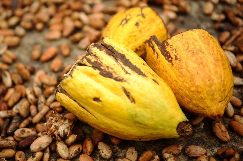 Pesquisa publicada pela organização holandesa AidEnvironment com a colaboração da Repórter Brasil identificou nove casos de propriedades ligadas ao cacau no Pará e na Bahia com indícios de desmatamento recente, multas e embargos ambientais. (Foto: Tomáz Silva/Agência Brasil)