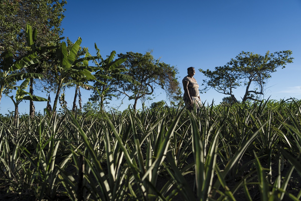 Edneia Dias Ferreira (Neia), quilombola e marisqueira da comunidade Imbiara de Cima, em Cachoeira (BA) na plantação de abacaxi que cultiva com a família (Foto: Fernando Martinho/Repórter Brasil)