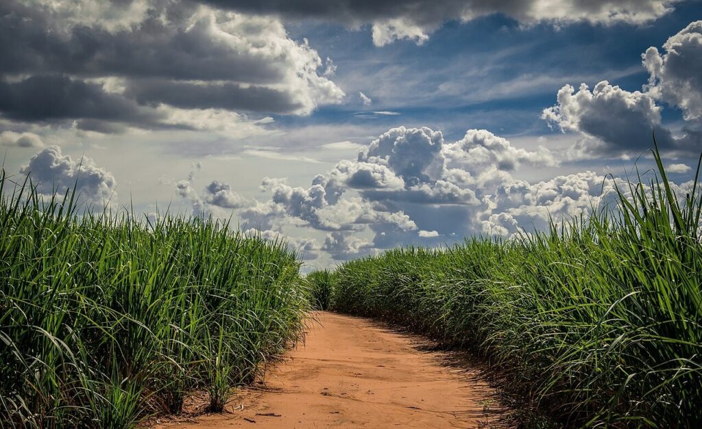 Usina de cana-de-açúcar da BP Bioenergy pode perder seu certificado no RenovaBio caso as denúncias de danos ambientais sejam comprovadas e estejam relacionadas a áreas certificadas ou a dados informados no processo de certificação (Foto: Luis Carlos Martinelli/Wikimedia)
