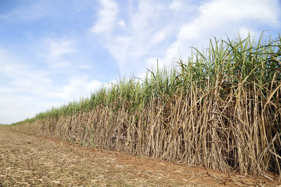 According to complaints submitted to Brazil prosecutors, the installation of a water pipeline intended to irrigate sugarcane plantations and supply water to BP's ethanol plant allegedly altered the natural flow of local waterways, destroyed springs, and affected fish breeding areas in the Tocantins River(Foto: João Lima/Pixabay)