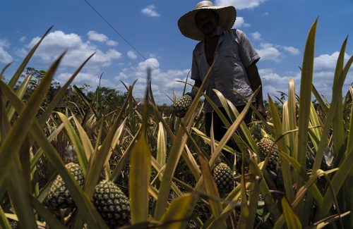 Agricultor colhe abacaxi em assentamento próximo a Rondon do Pará (Foto: Fernando Martinho/Repórter Brasil)