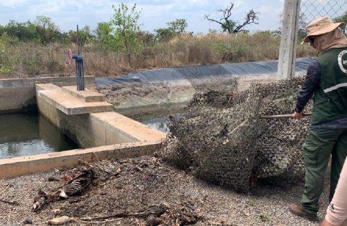 Ossadas e carcaças de animais silvestres em margem de canal de irrigação da Fazenda Karitel, do grupo Santa Colomba. Animais morrem afogados, segundo órgãos ambientais (Foto: Inema)