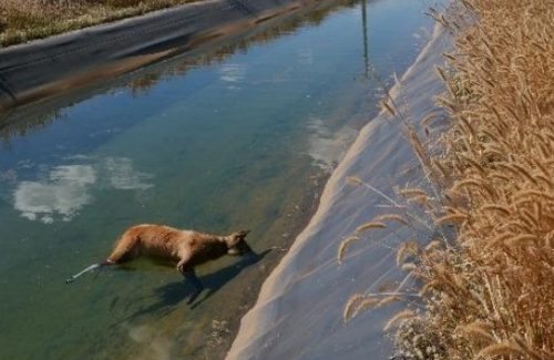 Lobo-guará afogado em canal de irrigação de fazenda do oeste da Bahia. Corpo do animal foi encontrado por organização que fazia o monitoramento da fauna (Foto: Onçafari)