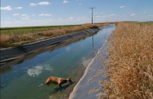 Lobo-guará afogado em canal de irrigação de fazenda do oeste da Bahia. Corpo do animal foi encontrado por organização que fazia o monitoramento da fauna (Foto: Onçafari)