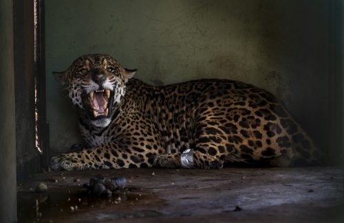 Apelidada de Antã, a onça pintada foi resgatada em incêndio no Pantanal foi tratada no Centro de Reabilitação de Animais Silvestres (CRAS) do Mato Grosso do Sul. A onça não resistiu aos ferimentos e morreu
(Foto: Fernando Martinho/Repórter Brasil)