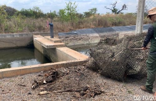 Ossadas e carcaças de animais silvestres em margem de canal de irrigação da Fazenda Karitel, do grupo Santa Colomba. Animais morrem afogados, segundo órgãos ambientais (Foto: Inema)