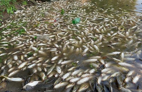 Vazamento de melaço de cana-de-açúcar causou a morte de 50 toneladas de peixes em afluente do rio Piracicaba, segundo fiscalização (Foto: Gian Carlos Machado/SOS Rio Piracicaba)