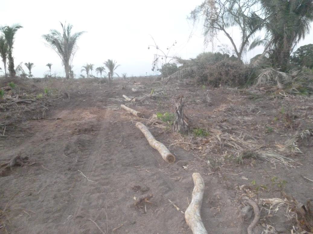 Área da mata de babaçu desmatada por trator